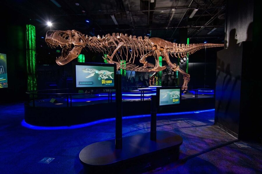 A dinosaur fossil display in a museum accompanied by advanced presentation technology.